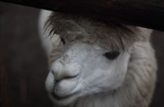 Альпака – що це за тварина і чому вона важлива для людини?