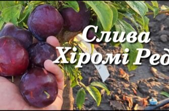 Диплоїдна слива: що це таке і чим відрізняється від звичайної?
