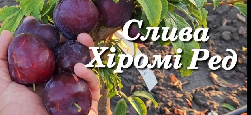 Диплоїдна слива: що це таке і чим відрізняється від звичайної?