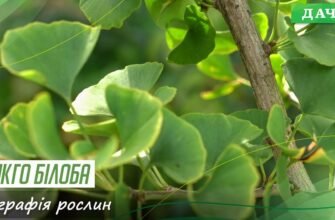 Гінкго білоба: властивості, користь та застосування стародавньої рослини
