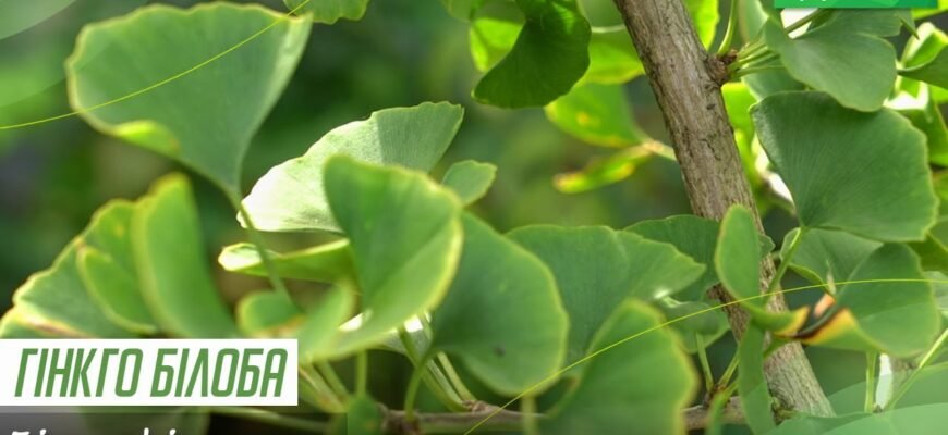 Гінкго білоба: властивості, користь та застосування стародавньої рослини