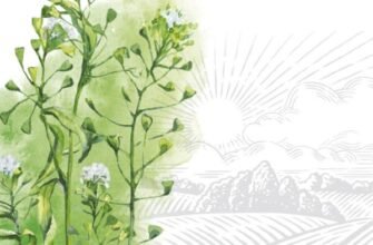 Ізомальт: корисні властивості, застосування та користь для здоров’я