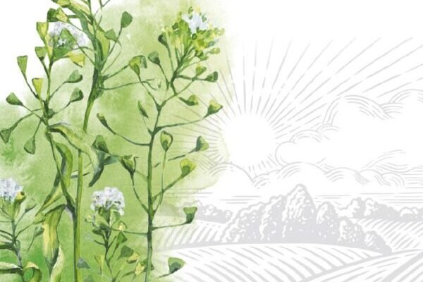 Ізомальт: корисні властивості, застосування та користь для здоров’я