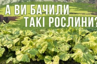 Пергола: основні види та їх переваги для вашого саду та будинку