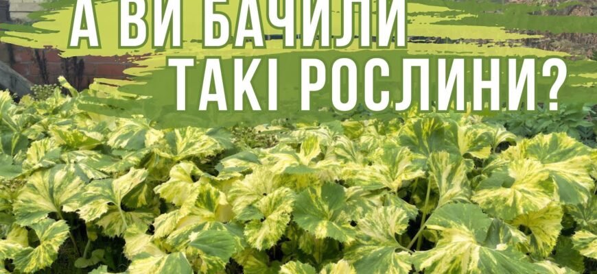 Пергола: основні види та їх переваги для вашого саду та будинку