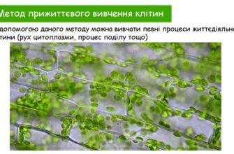 Цитологія: що це таке, основи та значення дослідження клітин