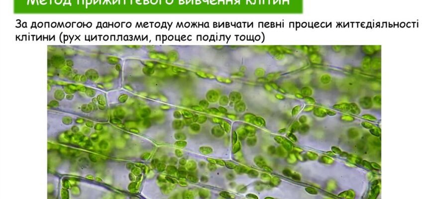 Цитологія: що це таке, основи та значення дослідження клітин