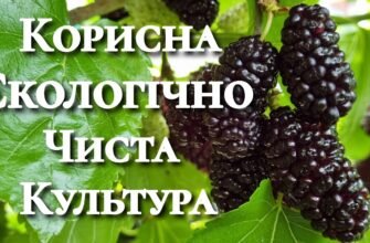 Завантажте: Що відбувається, коли цвіте шовковиця? Ознаки та факти