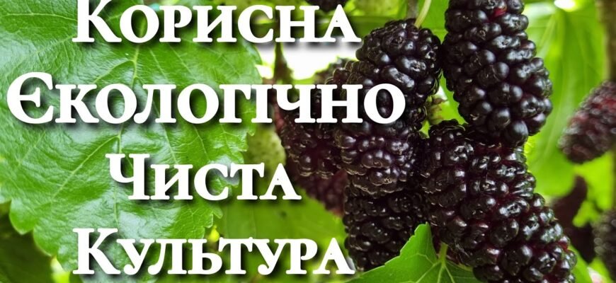 Завантажте: Що відбувається, коли цвіте шовковиця? Ознаки та факти